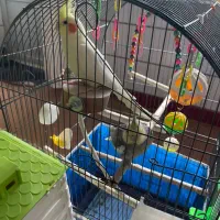 فروش فوری جفت عروس هلندی