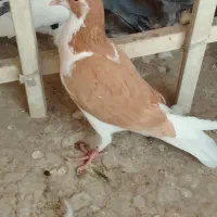 کبوتر چادری زردی