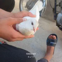 کبوتر سفید  نر و ماده|پرنده|پل سفید, |دیوار