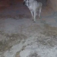 سراب اسل|سگ|بیجار, |دیوار