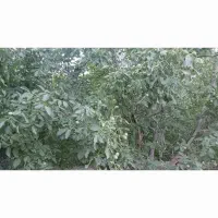 باغ گردو 9ساله گردو اصلاح شده پر بار ضمانت شده