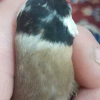 سهره نشون دار