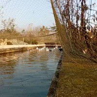 غاز واردک ارگانیک