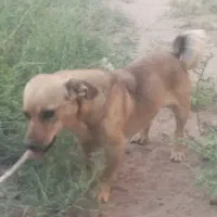 سگ پاکوتاه