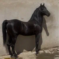 پانسیون اسب