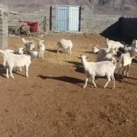 گیسه سانن ابستن