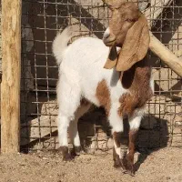 بزغاله پاکستانی دوقل زا|حیوانات مزرعه|هفدر, |دیوار