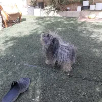 تِرییِر رنگ خاص|سگ|تهران, افسریه جنوبی|دیوار