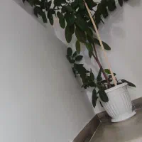 فروش گل بسیار بزرگ گوش فیل|گل و گیاه طبیعی|مهاباد (آذربایجان غربی), |دیوار