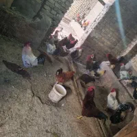 ۱۰۰ عدد خروس محلی سیاه|حیوانات مزرعه|الوند, |دیوار