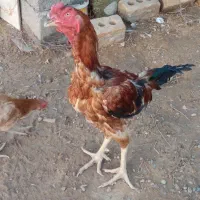 مرغ و خروس و جوجه لاری اصل|حیوانات مزرعه|هیرمند, |دیوار