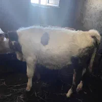 گوساله ماده