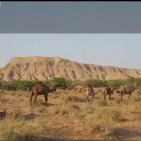 تور ام الدبس...معرفی ۳ نفر یه تور ریگان