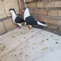 جفت دوبالی کاکولی