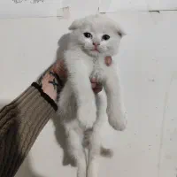 بچه گربه اسکاتیش سیامی