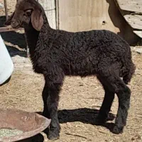 بزغاله و بره شیری