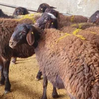 بره ماده و شیشک هترو ( ژندار)|حیوانات مزرعه|جاپلق, |دیوار