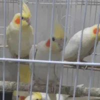 فروش سه جفت عروس هلندی لوتینو