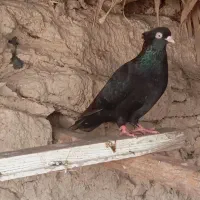 جراحی تنیده