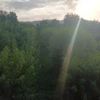 زمین کشاورزی