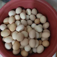 تخم مرغ محلی نطفه دار