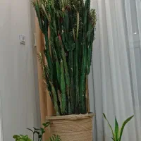 گل کاکتوس افوریا
