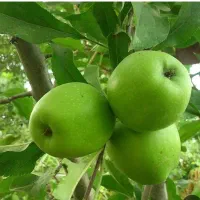 کار سیب سبز