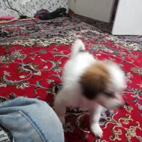 سگ ک|سگ|چهارباغ, |دیوار