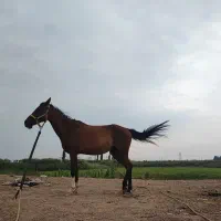 مادیان سه ساله