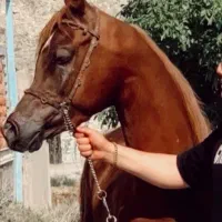 اسب عرب کره ترابادور