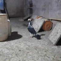 فروش یک جفت کبوتر کاریر اصیل