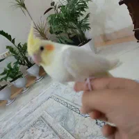 عروس هلندی|پرنده|قم, باغ کرباسی|دیوار