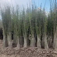 نهال ریشه قلمه کبوده و نهال میوه فقط۱۵هزارتومان
