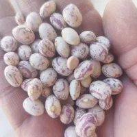 لوبیا چیتی اعلا بوجاری شده|خوردنی و آشامیدنی|تهران, عباسی|دیوار