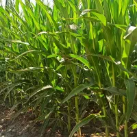 فروش 14هکتار زمین کشاورزی