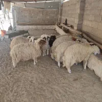 بره پرواری|حیوانات مزرعه|دره شهر, |دیوار