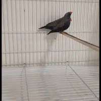 دو جفت ایمو شارکول فول بلک