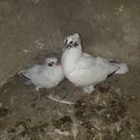 کبوتر|پرنده|ملکشاهی, |دیوار