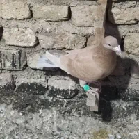 پلاکی|پرنده|شیراز, کوشک میدان|دیوار