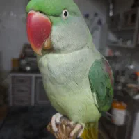 شاه طوطی|پرنده|فولادشهر, زاینده رود|دیوار