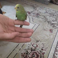 مرغ عشق نر بالغ|پرنده|تهران, شهرک شهید باقری|دیوار