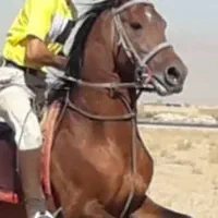 اسب درهشور|اسب و تجهیزات اسب‌سواری|مبارکه, |دیوار