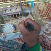 گلبسر  زیر قیمت