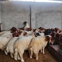 بره پروار|حیوانات مزرعه|زرنه, |دیوار