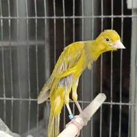 قناری سبز چمنی و زیتونی|پرنده|فسا, |دیوار