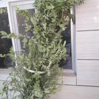 فروش گل های طبیعی فارسان همه باهم هشتصدتومان|گل و گیاه طبیعی|شهرکرد, |دیوار