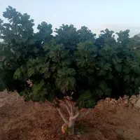 لوله کشی کشاورزی پلیکا ونافی (سه راه دستی)