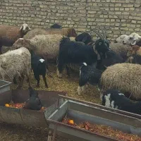 میش داشتی جوان با بره درجه یک