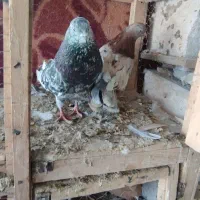 کبوتر سرور و زرد