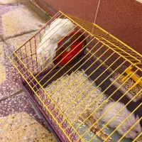 همستر|موش و خرگوش|بهبهان, |دیوار